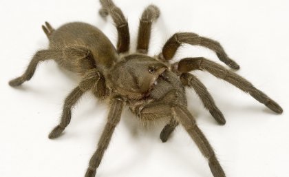 An Australian Tarantula. Credit - Bastian Rast. An Australian Tarantula. Credit - Bastian Rast.